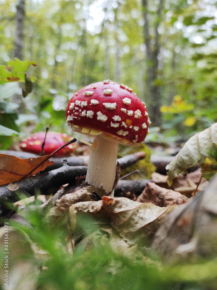 Closeup of a bright and shiny red death cap, a very poisonous fungus. Growing in green moss in a forest in France Closeup of a bright and shiny red death cap, a very poisonous fungus. Growing in green moss in a forest in France
