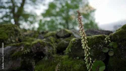 plant that grows in stone wall in slow motion with traveling circular camera.