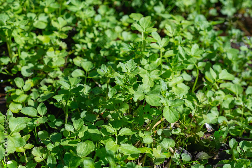 Cardamine amara is a species of perennial herb. Cardamine amara is a species of perennial herb.