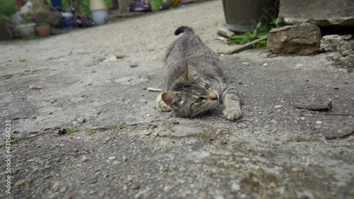 gray cat with green eyes lying on fries cement floor in the street. domestic animal resting on the floor. cat relaxing in slow motion.