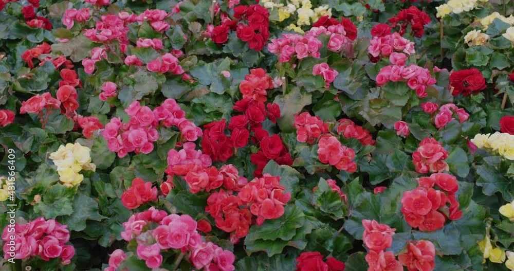 Colorful rose begonia in garden Colorful rose begonia in garden