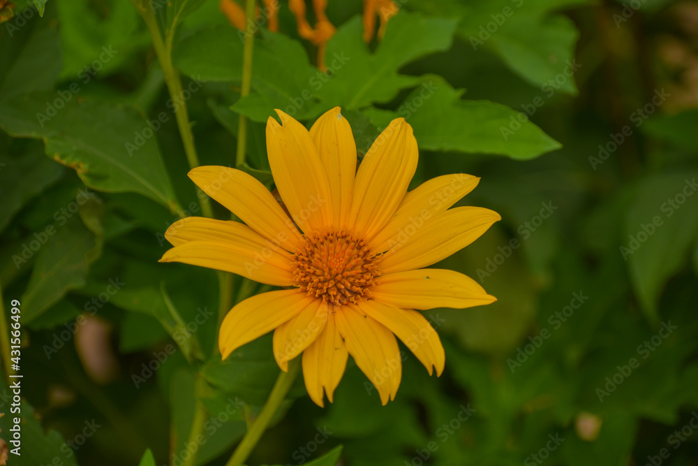 Beautiful yellow flower in the plant Beautiful yellow flower in the plant