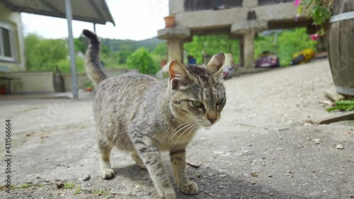 gray cat with green eyes lying on fries cement floor in the street. domestic animal resting on the floor. cat relaxing in slow motion.