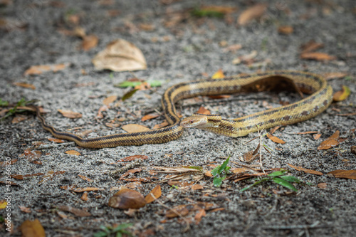 Isolated close up portrait of eastern yellow ratsnake
