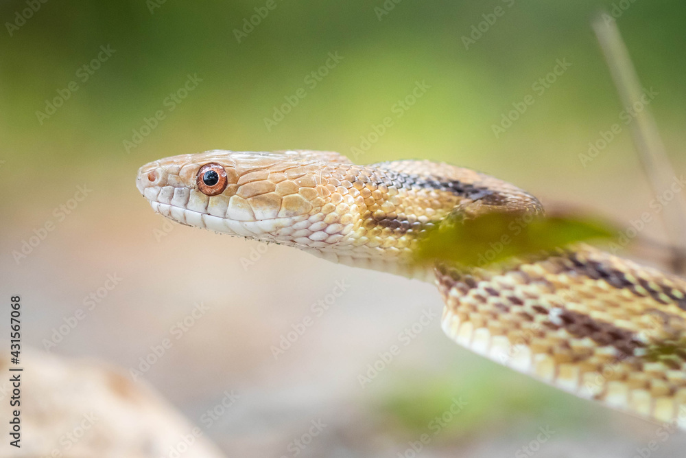 Obraz premium Isolated close up portrait of eastern yellow ratsnake