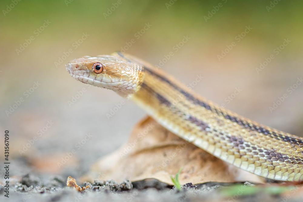 Isolated close up portrait of eastern yellow ratsnake Isolated close up portrait of eastern yellow ratsnake
