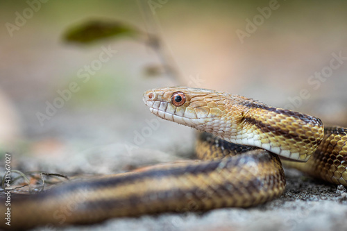 Isolated close up portrait of eastern yellow ratsnake