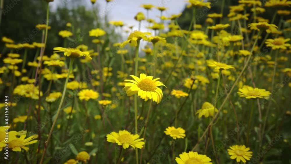 Yellow daisies in slow motion with defocused green background with blue sky and more flowers. flowers in the forest with beautiful hues. Yellow daisies in slow motion with defocused green background with blue sky and more flowers. flowers in the forest with beautiful hues.