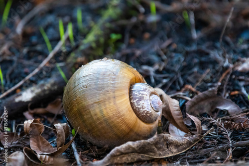 Big snail shell alone in the forest