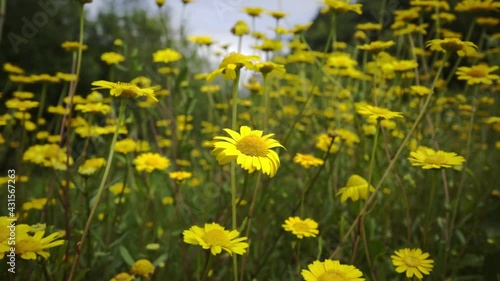 Yellow daisies in slow motion with defocused green background with blue sky and more flowers. flowers in the forest with beautiful hues.