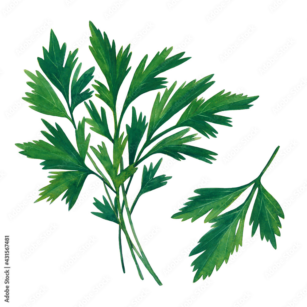 The group of green branches of parsley isolated on white background. Watercolor hand drawn illustration. The group of green branches of parsley isolated on white background. Watercolor hand drawn illustration.