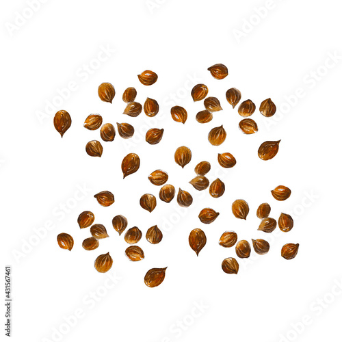 Coriander seeds isolated on white background.  Watercolor hand drawn illustration.