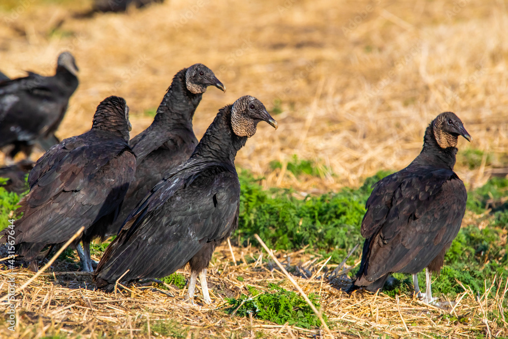 Fototapeta premium Close up portrait of group of black vultures at sunlight