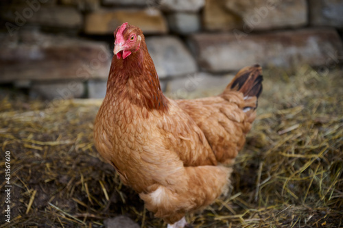 Organic chicken farming without antibiotics on a traditional farm