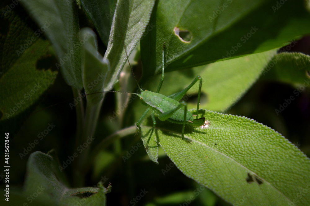 Green cricket insect relaxing on a sage plant leave. Garden insects. Green cricket insect relaxing on a sage plant leave. Garden insects.