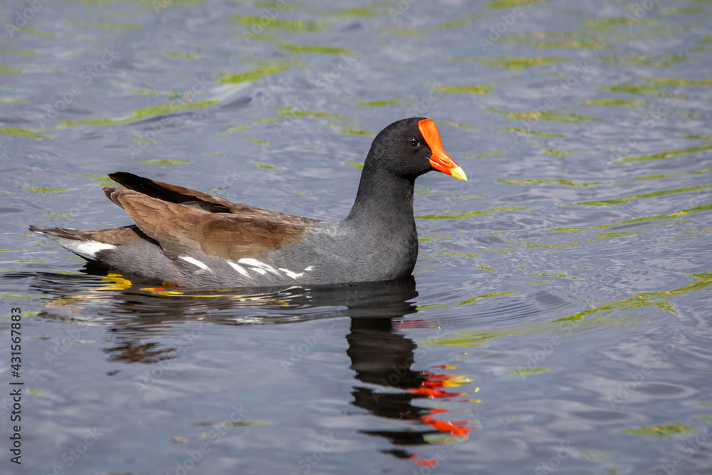 Cute Common Gallinule duck swimming in pond portrait Cute Common Gallinule duck swimming in pond portrait