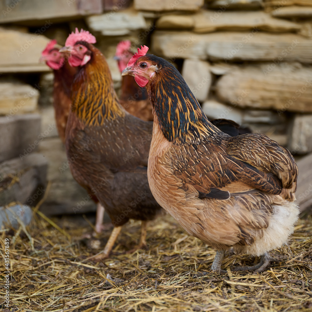 Fototapeta premium Organic chicken farming without antibiotics on a traditional farm
