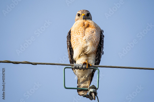 Red-shouldered hawk portrait close up sitting outside photo