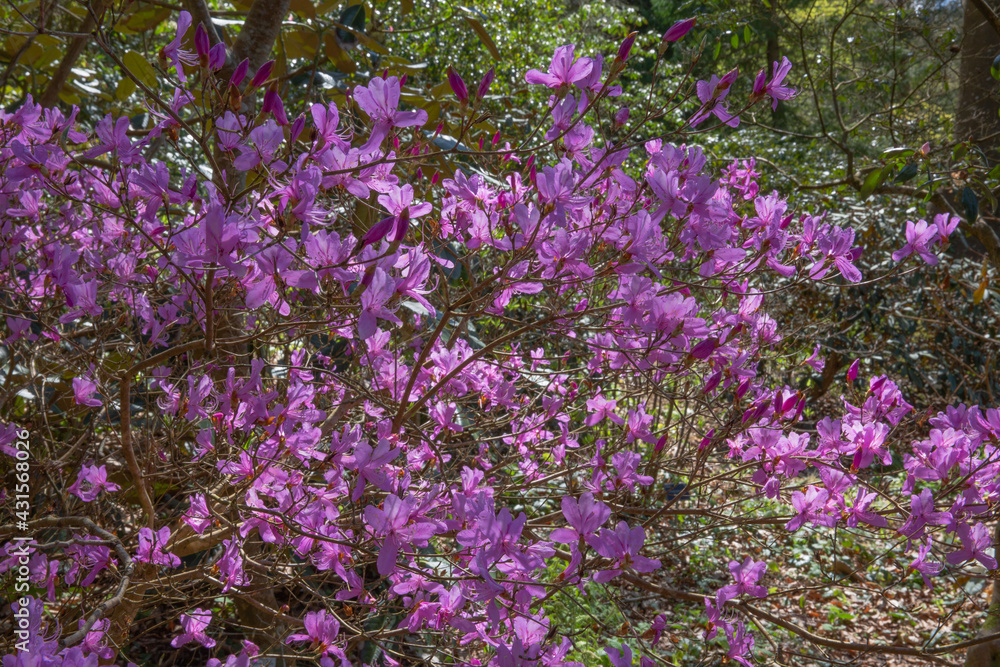 Springtime blooms of the rhododendron kiyosumense, a rare species of shrub Springtime blooms of the rhododendron kiyosumense, a rare species of shrub