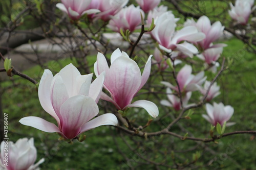 A blooming magnolia tree (magnolia soulangeana) with beautiful large white pink flowers