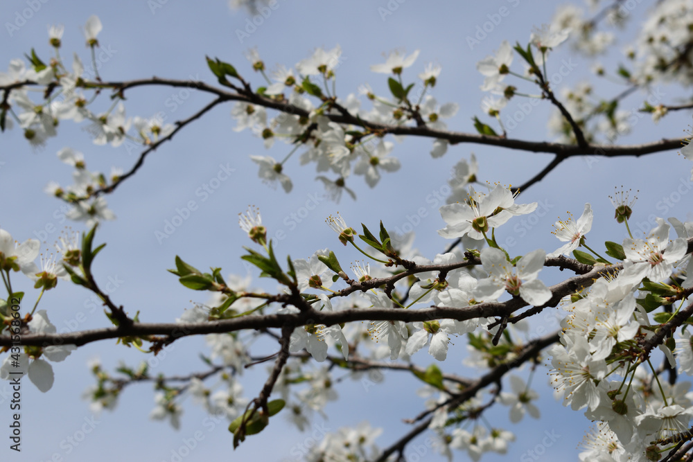 branches of a blossoming tree against the sky branches of a blossoming tree against the sky