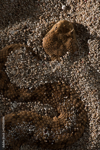 Rattle Snake hiding in the sand. Rattlesnakes are a group of venomous snakes of the genera Crotalus and Sistrurus of the subfamily Crotalinae.  photo