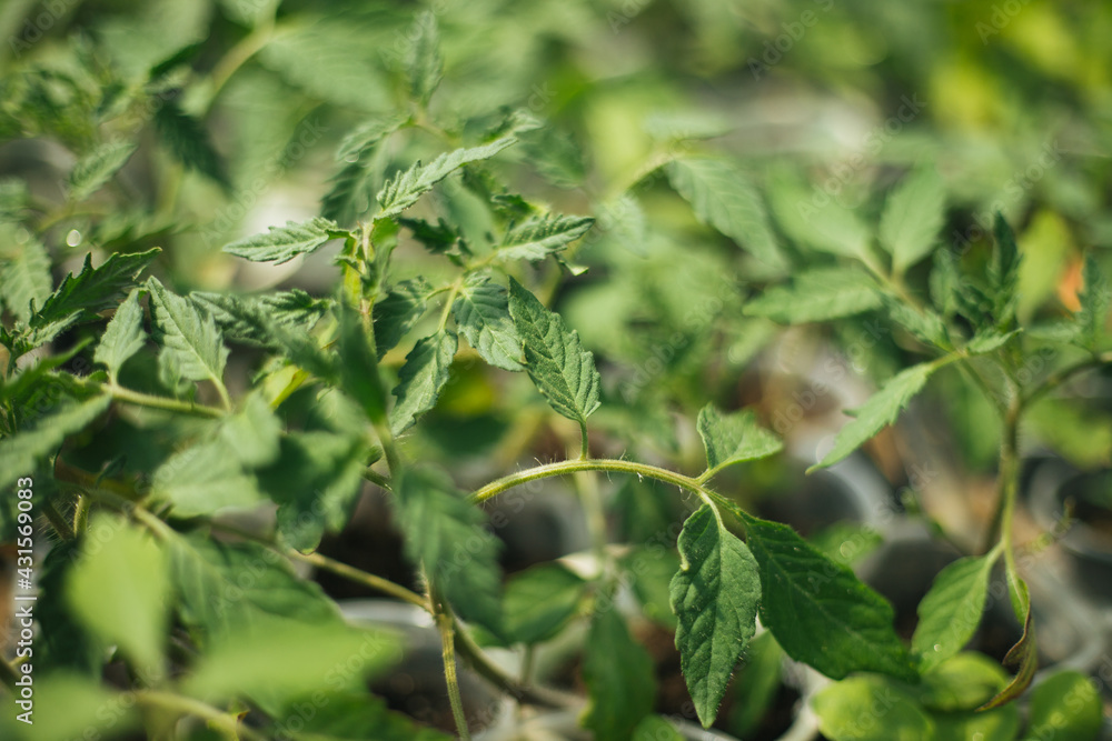 Tomato seedlings in pots. Gardening and gardening in the spring season. Tomato seedlings in pots. Gardening and gardening in the spring season.