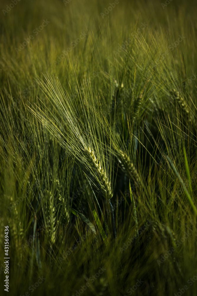 Green field with crops, barley. Cultivation of agricultural crops in on arable fields. Green field with crops, barley. Cultivation of agricultural crops in on arable fields.