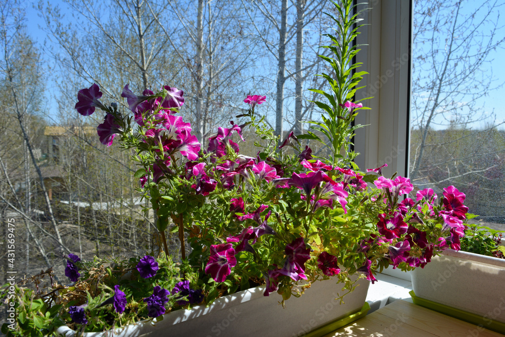 Spring garden on the balcony with colorful petunia flowers growing in container