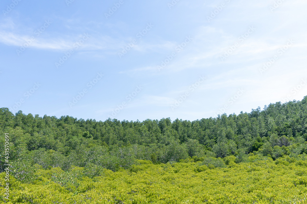 Fototapeta premium Landscape green forest in the blue sky background.