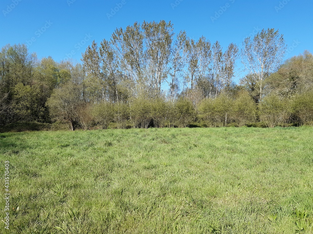 Paisaje con diferentes árboles autóctonas al nordeste de Galicia Paisaje con diferentes árboles autóctonas al nordeste de Galicia