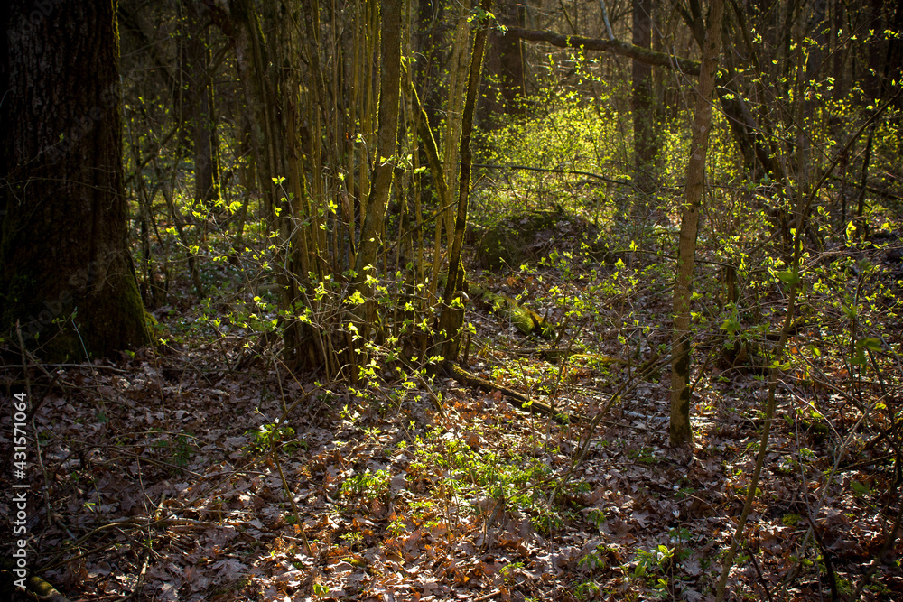 Spring natural background. Young green leaves of forest trees and bushes illuminated by the evening sun. Spring natural background. Young green leaves of forest trees and bushes illuminated by the evening sun.