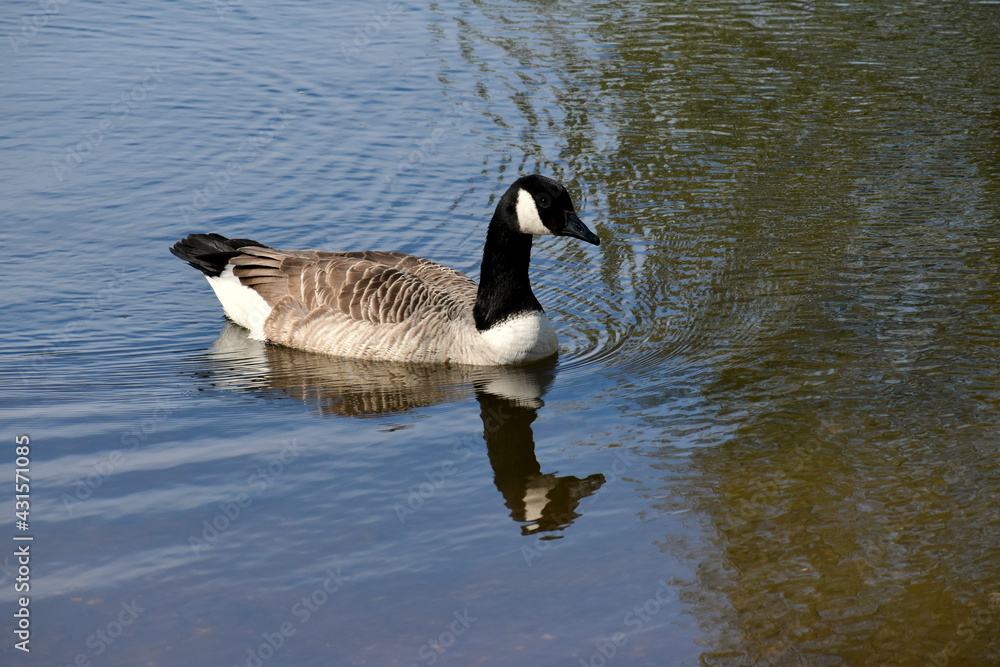 Obraz premium Canada goose swimming in the water, Ryton Pools Country park, Ryton-on-Dunsmore, England, UK