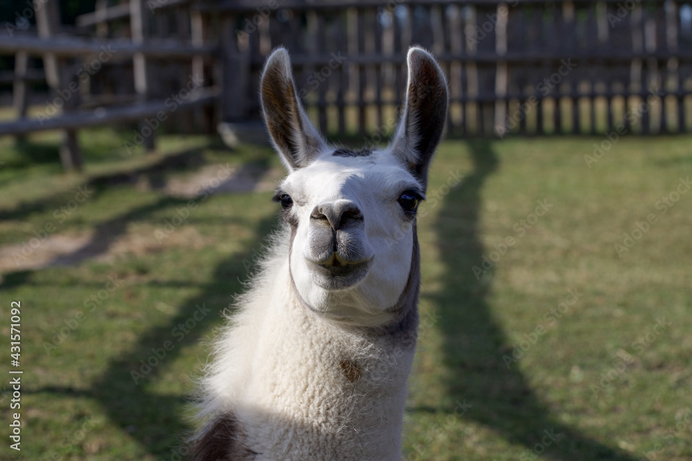 Portrait of a llama in a rural scenery.