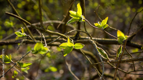 Wallpaper Mural Spring natural background. Young green leaves of forest trees illuminated by the evening sun. Torontodigital.ca