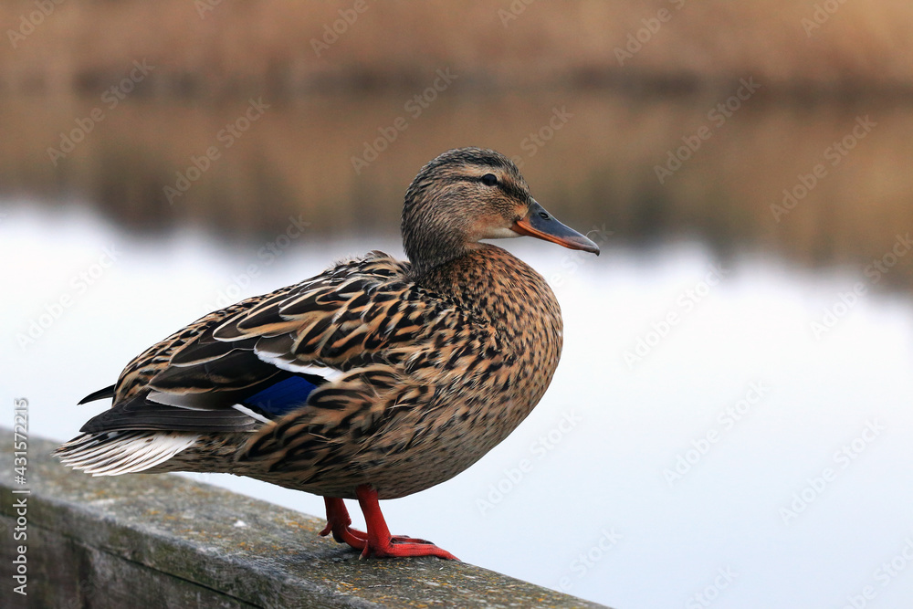 duck on the water duck on the water