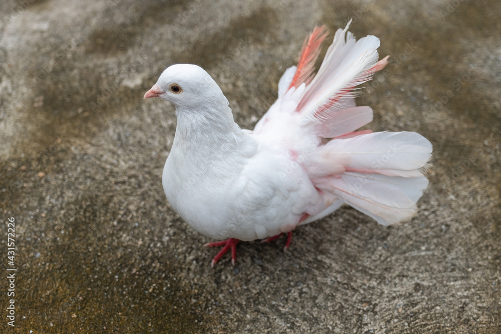 Beautiful white pigeon stand on concrete floor
