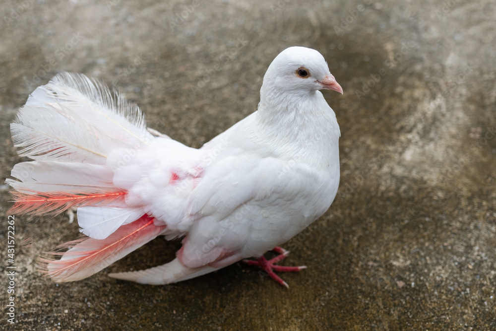 Beautiful white pigeon stand on concrete floor Beautiful white pigeon stand on concrete floor