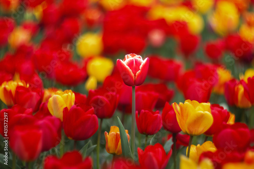 Spring background flowers tulips. A red and yellow tulips blossom in the park. Exhibition of tulips in the garden. Beautiful postcard  banner.