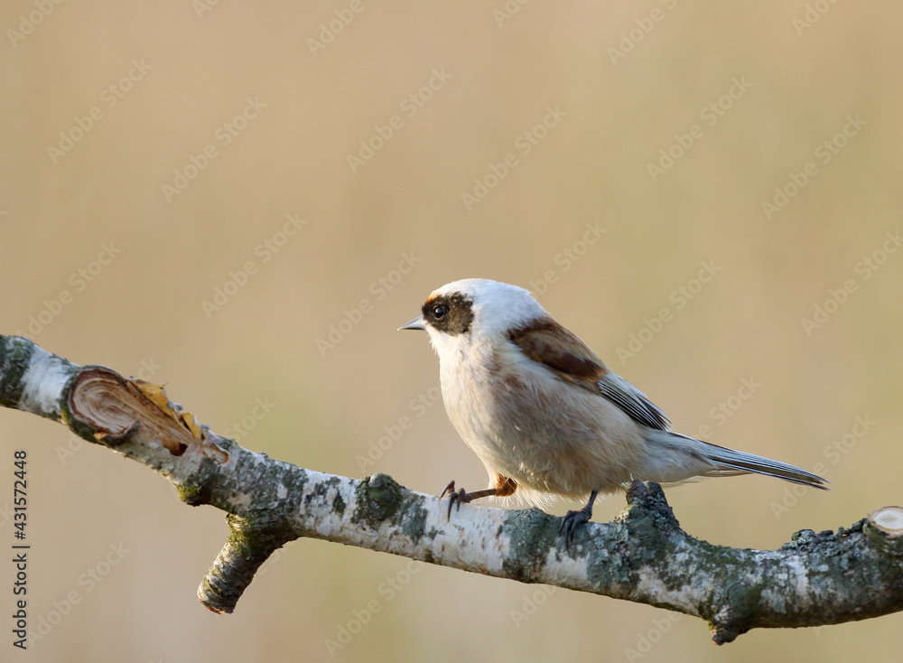 Fototapeta premium sparrow on a branch