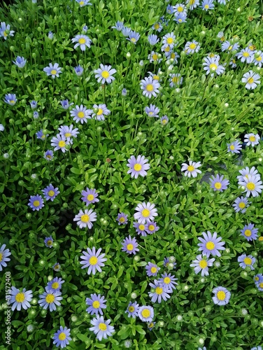 Blue daisies in the field