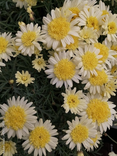 White and yeloow daisies in the field