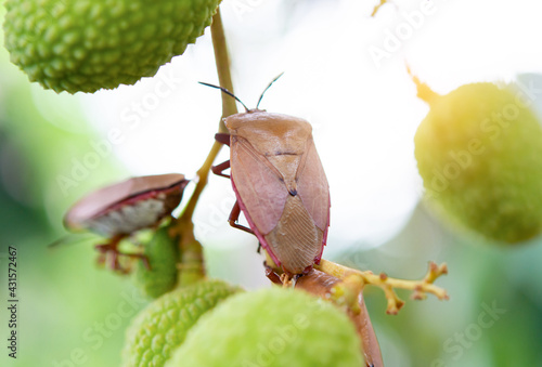 Brown marmorated stink bug (Halyomorpha halys) on green lychee fruits