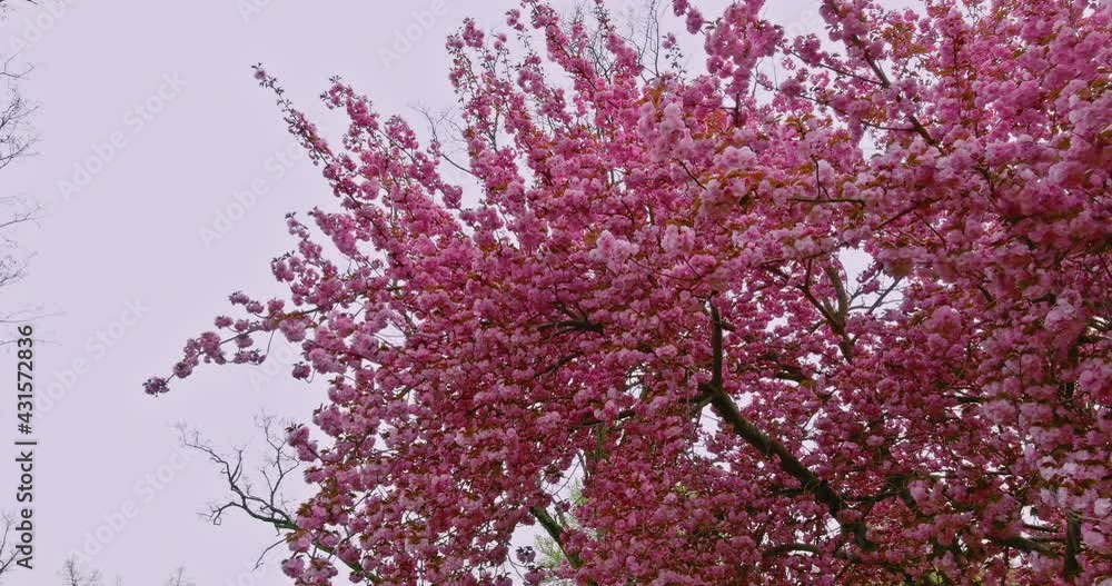 Panorama a garden in spring blooming sakura flowers on aerial view Panorama a garden in spring blooming sakura flowers on aerial view