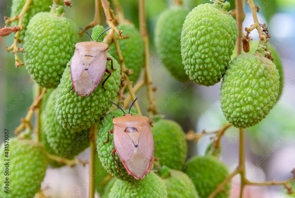 Brown marmorated stink bug (Halyomorpha halys) on green lychee fruits Brown marmorated stink bug (Halyomorpha halys) on green lychee fruits