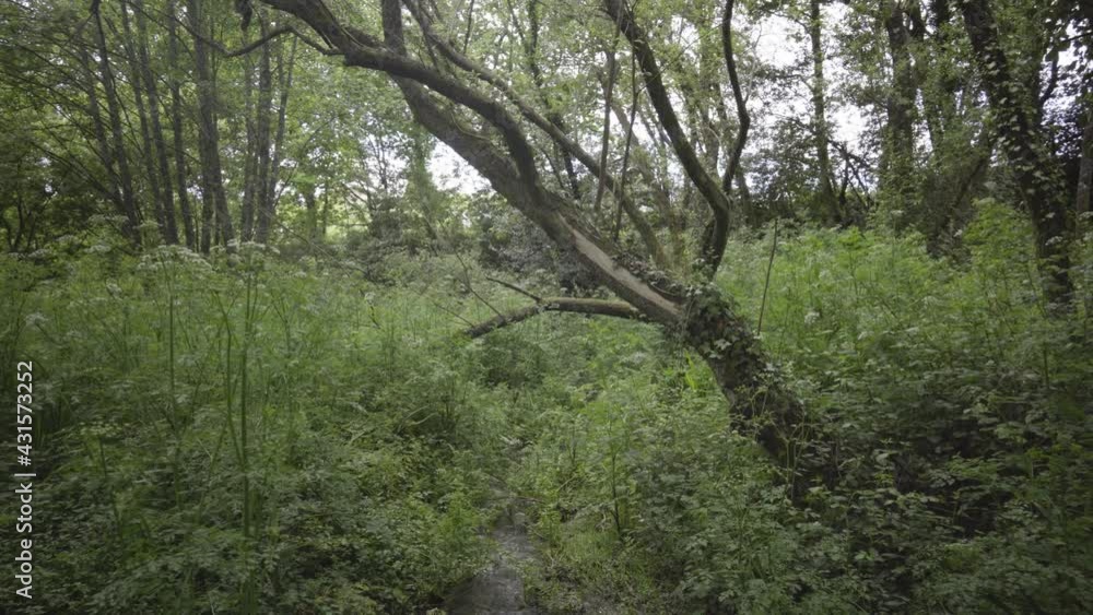 lateral pan of lush forest with green vegetation and river. brown trees surrounded by plants t more trees lateral pan of lush forest with green vegetation and river. brown trees surrounded by plants t more trees