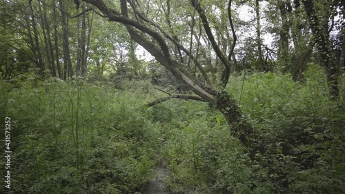 lateral pan of lush forest with green vegetation and river. brown trees surrounded by plants t more trees