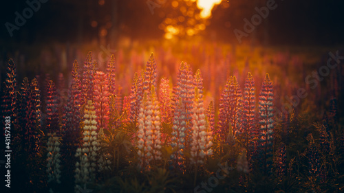 Lupine at sunset on a beautiful peaceful evening.