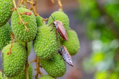 Brown marmorated stink bug (Halyomorpha halys) on green  lychee fruits © Achira22