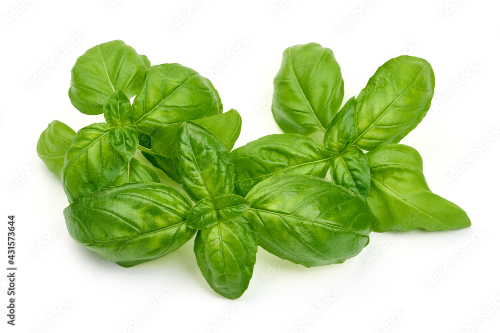 Basil bunch, isolated on a white background. High resolution image Basil bunch, isolated on a white background. High resolution image